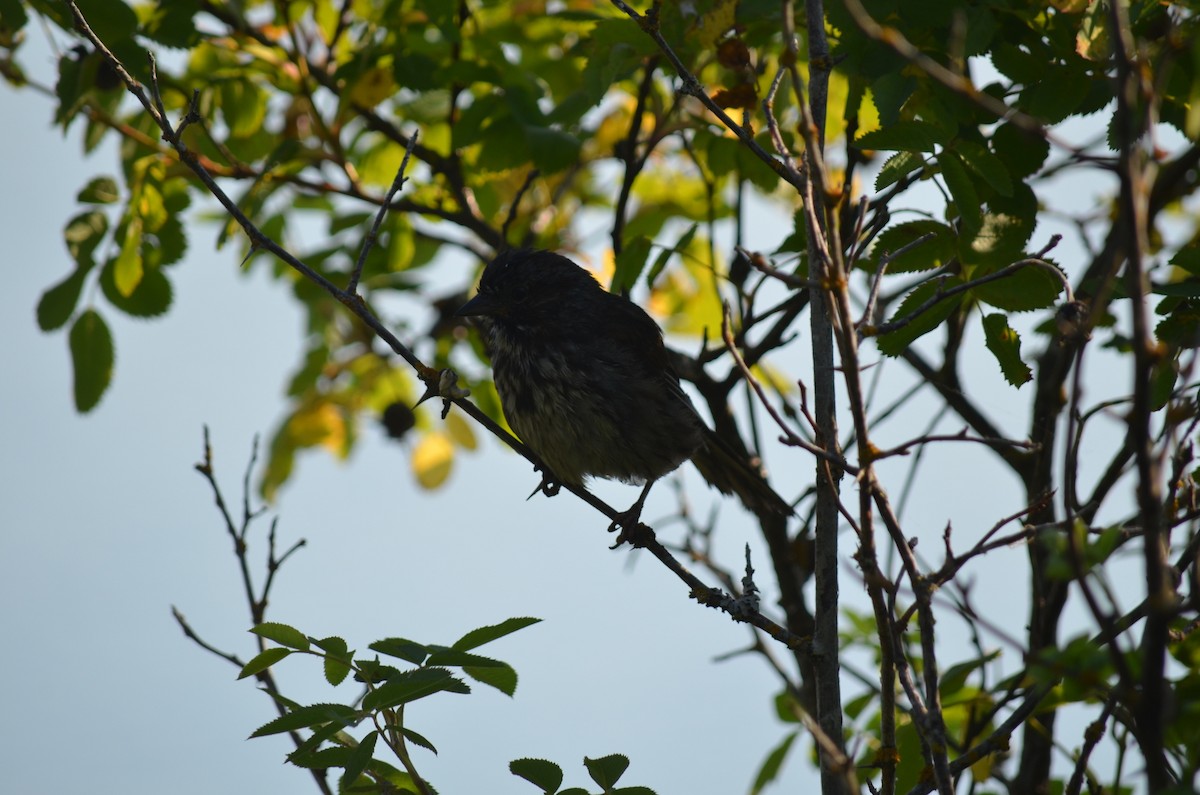 Song Sparrow - ML351491711