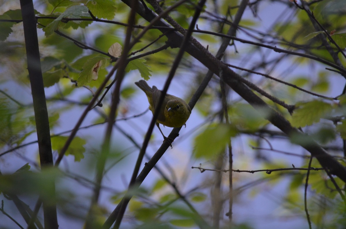 Orange-crowned Warbler - ML351491721