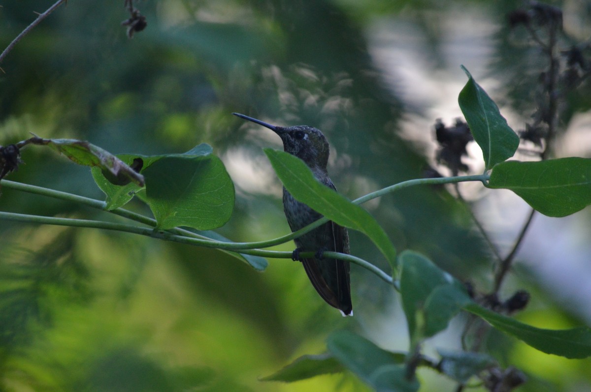 Anna's Hummingbird - ML351492441