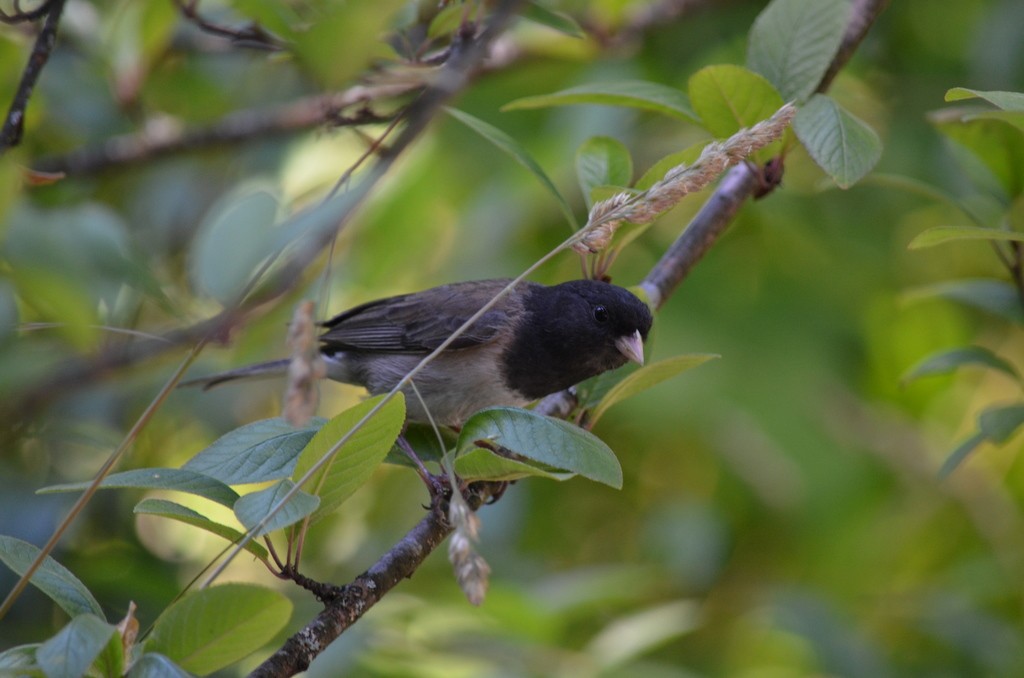 Dark-eyed Junco - ML351492461