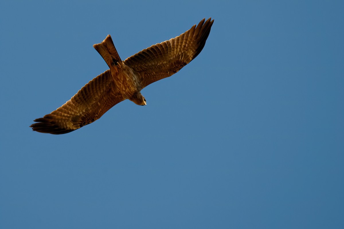 Black Kite - ML351492751