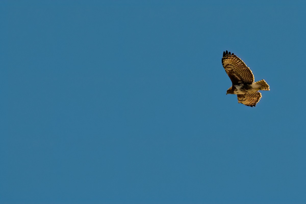 Madagascar Buzzard - Jaap Velden