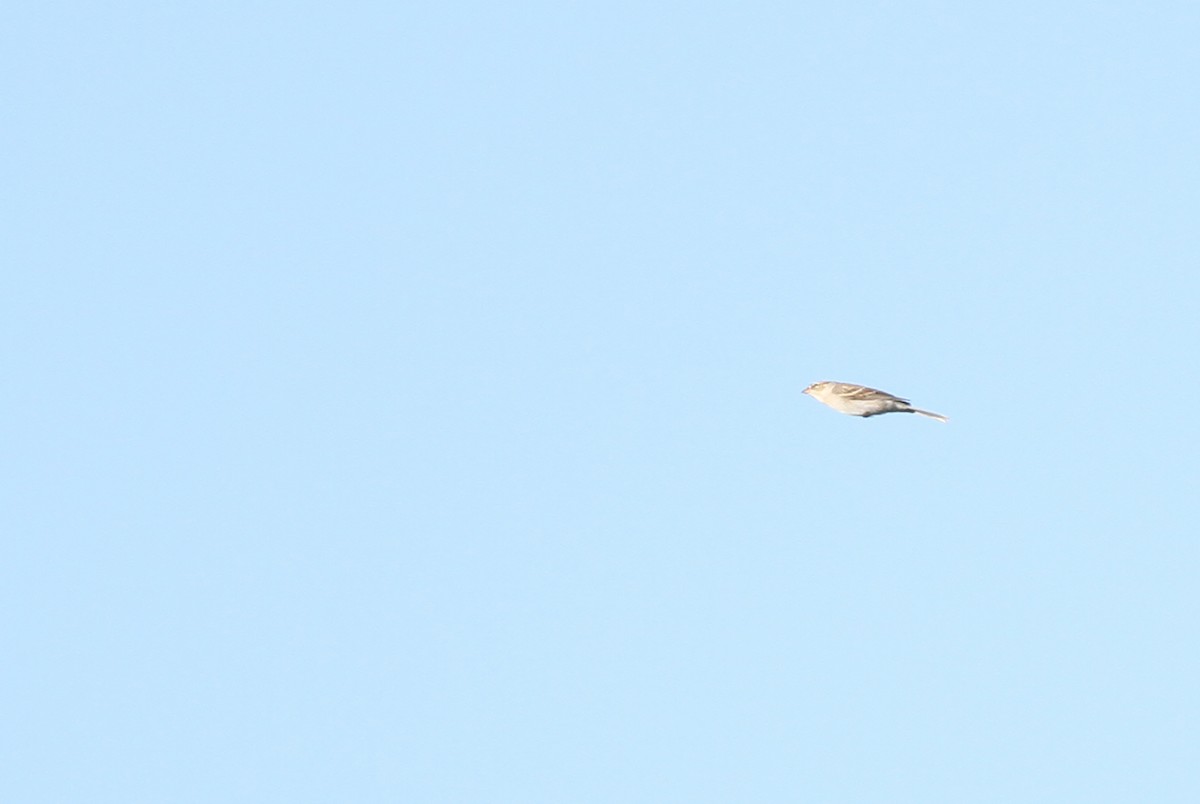 Chipping Sparrow - ML351492941