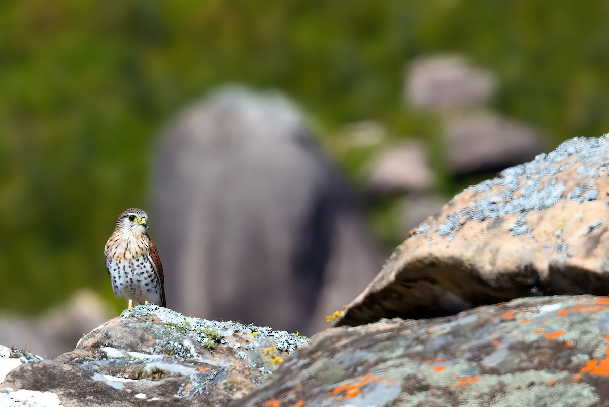 Malagasy Kestrel - ML351493001