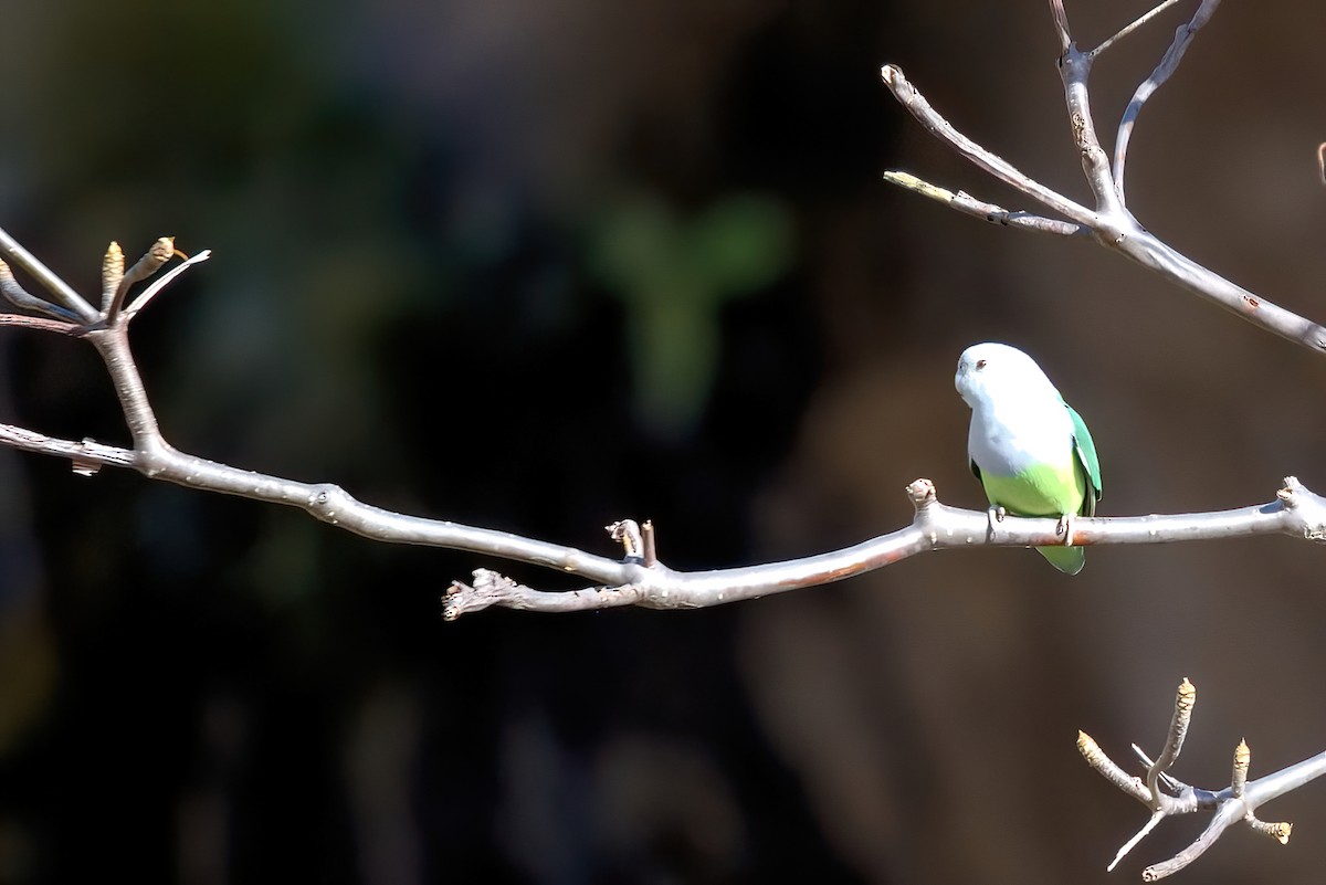 Gray-headed Lovebird - ML351493081