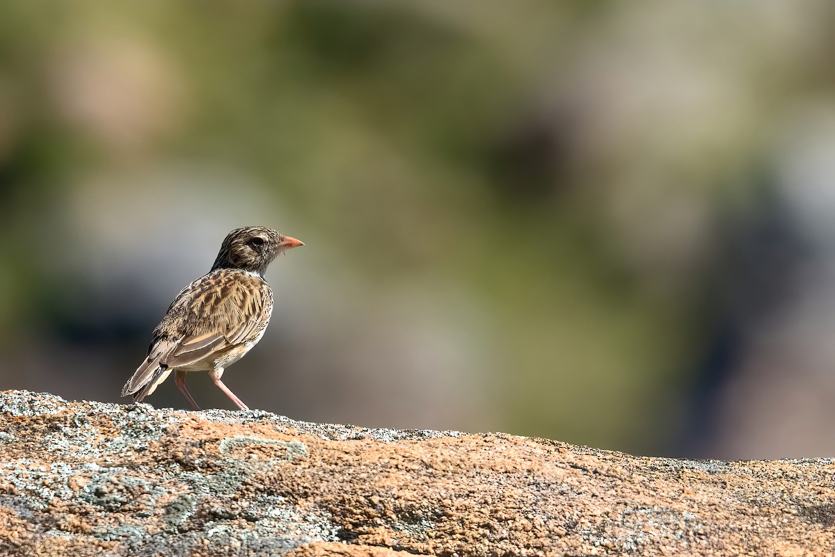 Madagascar Lark - ML351493161