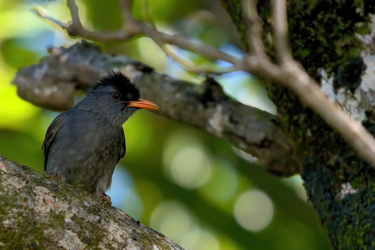 Bulbul de Madagascar - ML351493231