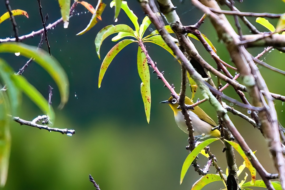 Malagasy White-eye - Jaap Velden