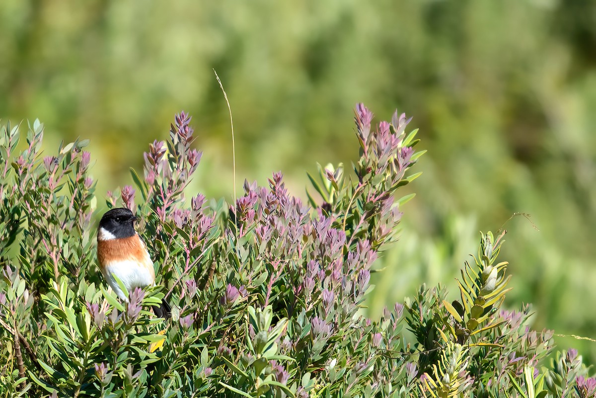 African Stonechat - Jaap Velden