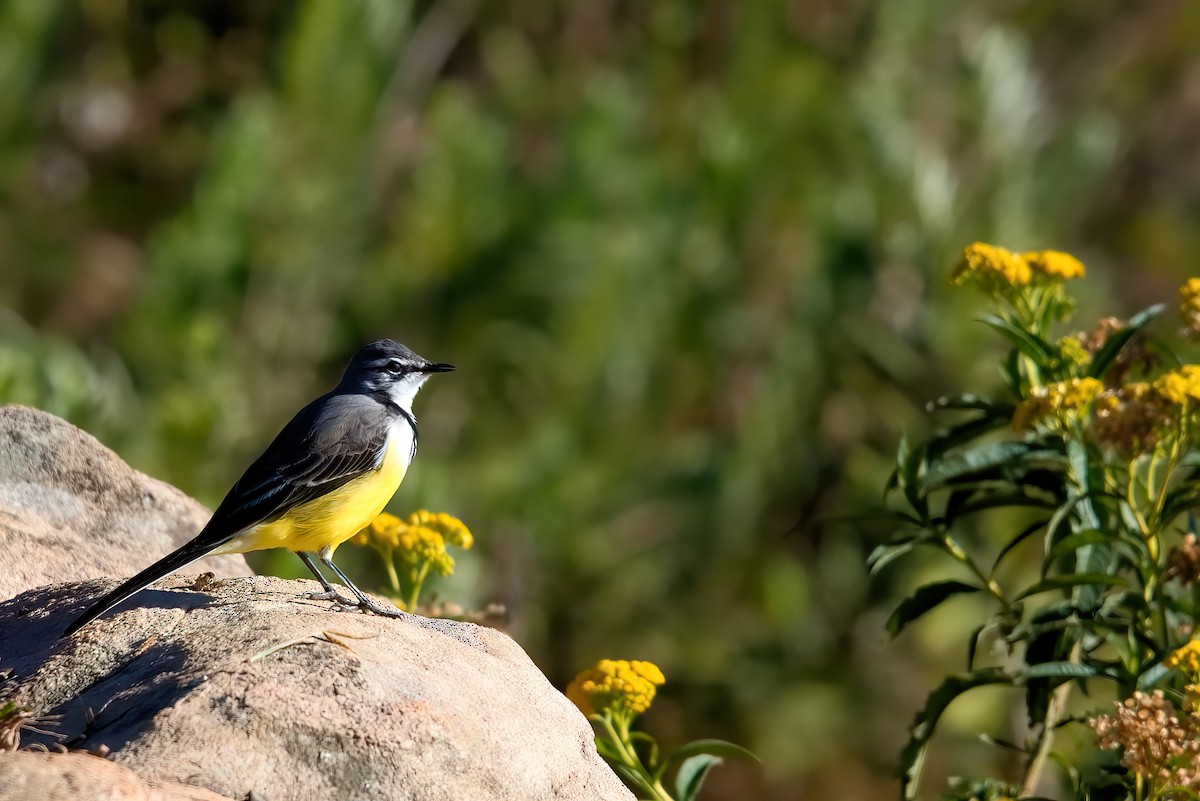 Madagascar Wagtail - ML351493411