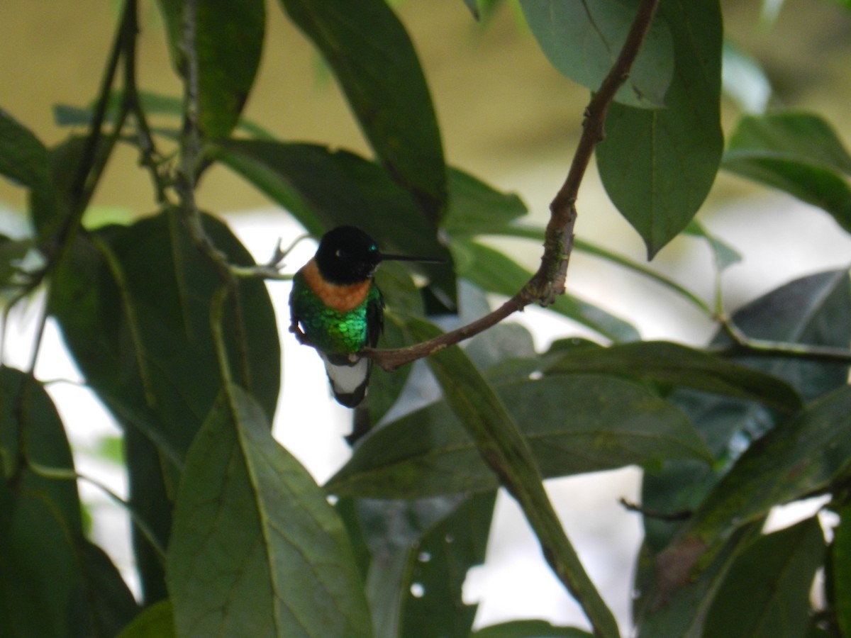 Gould's Inca - ML351494901