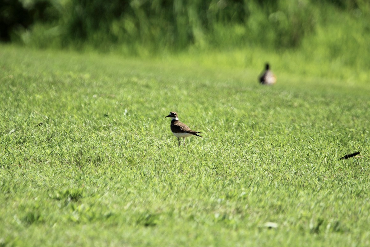 Killdeer - ML351495921