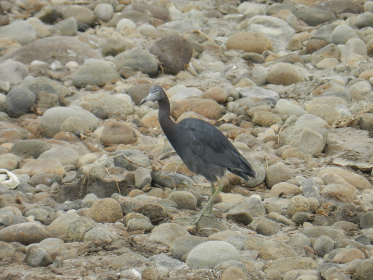 Little Blue Heron - ML351496151