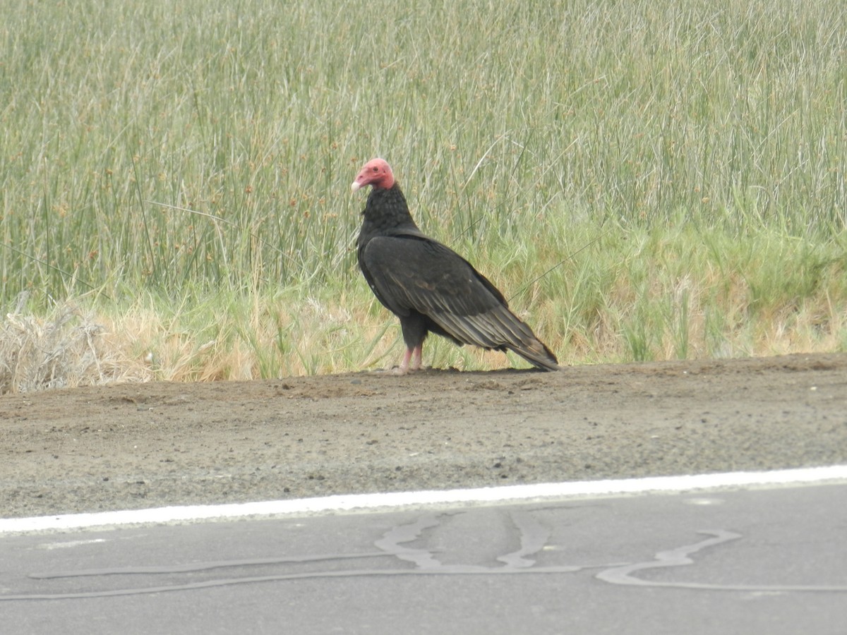 Turkey Vulture - ML351496191
