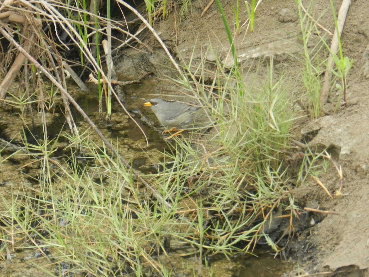Slender-billed Finch - ML351496301