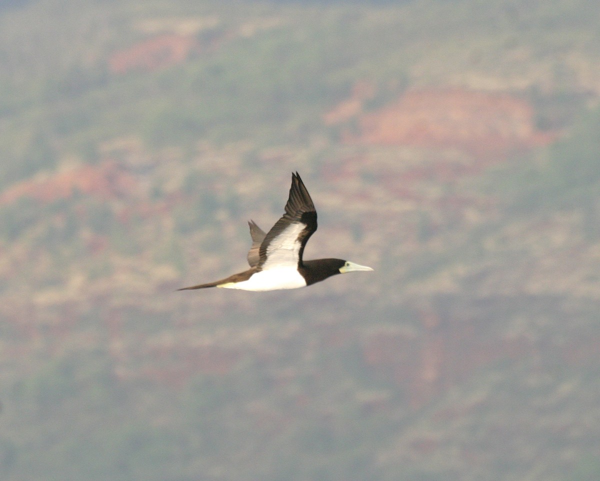 Brown Booby - ML351498311