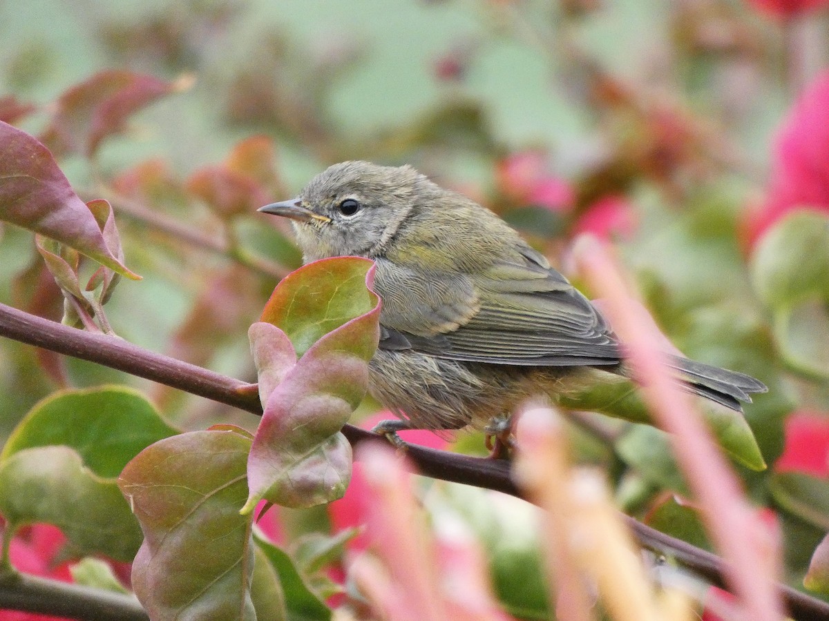 Orange-crowned Warbler - ML351499151