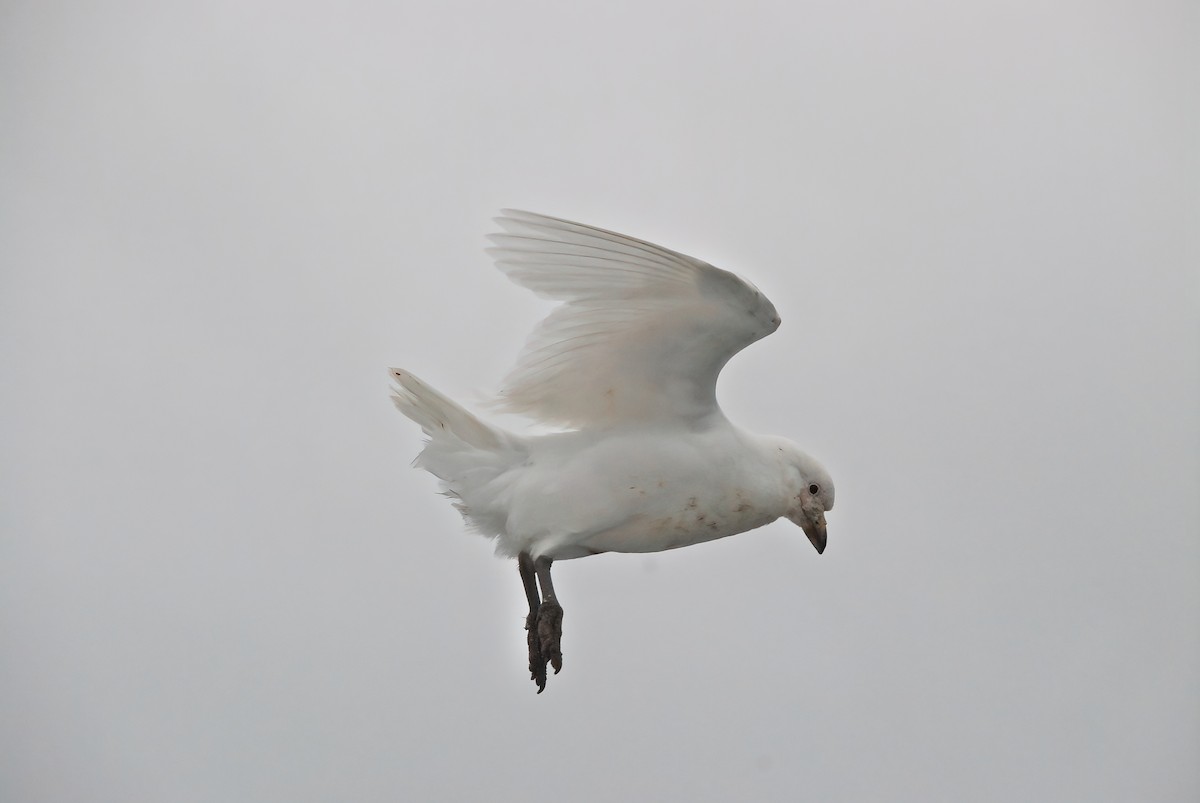 Snowy Sheathbill - Jaap Velden