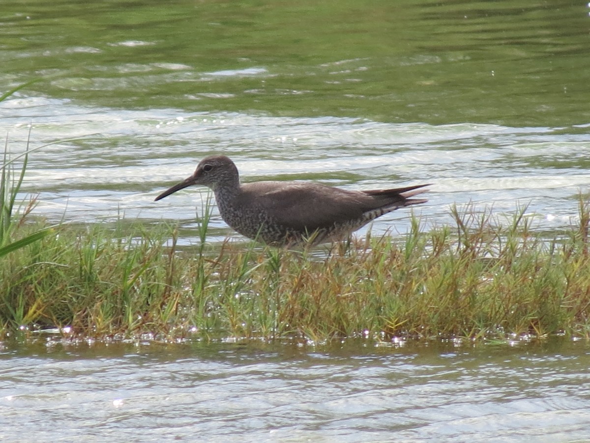 Wandering Tattler - Thomas Brooks