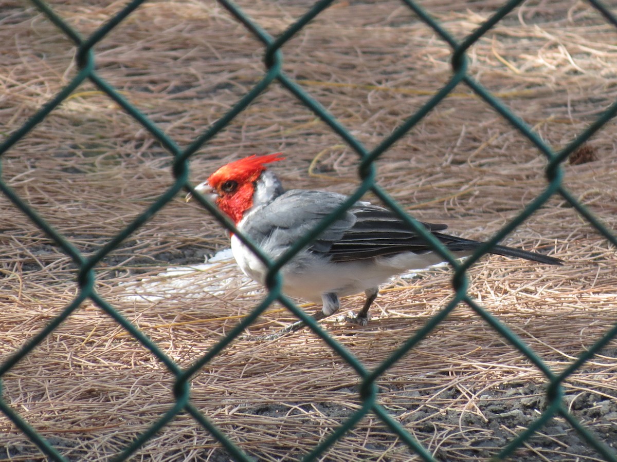 Red-crested Cardinal - ML35150171