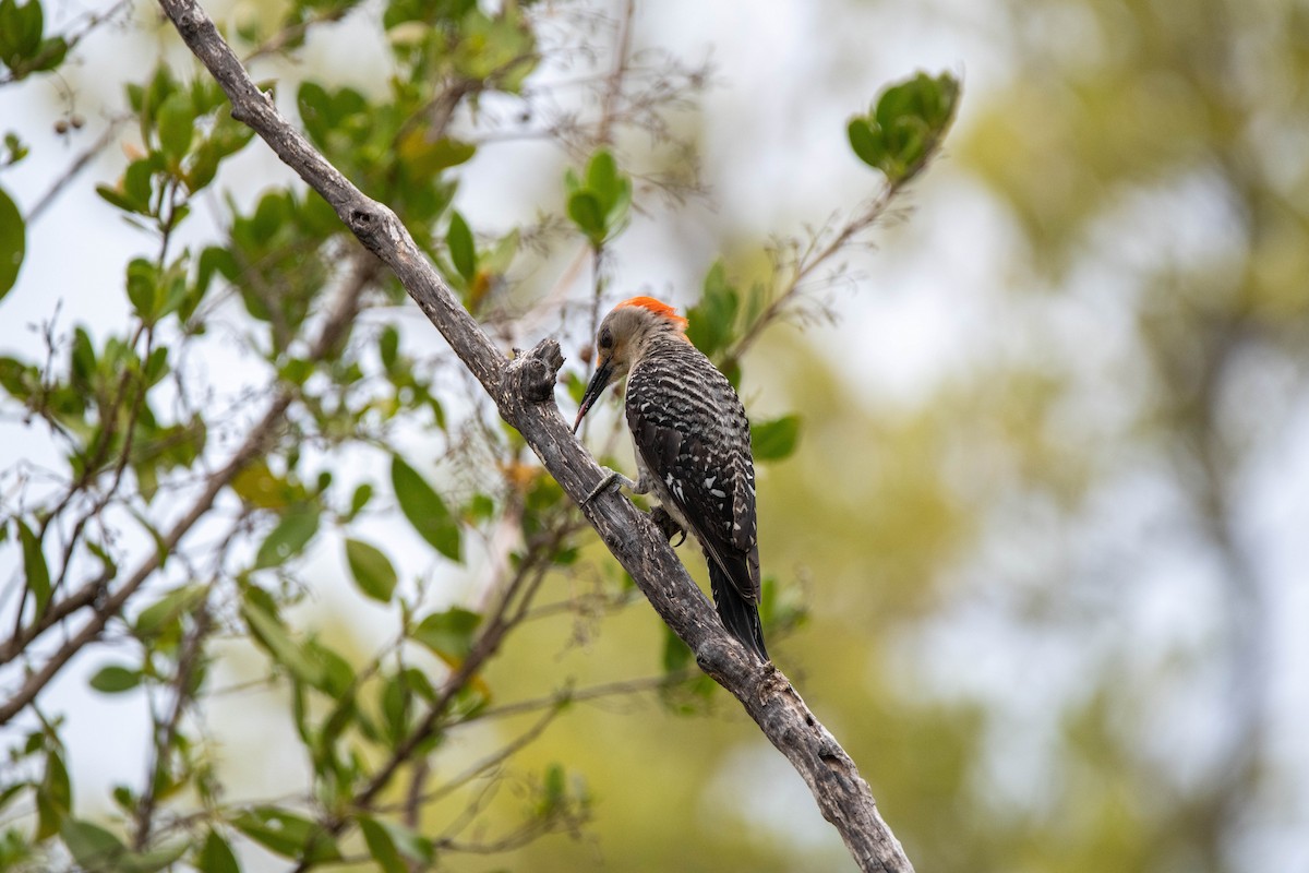 Red-bellied Woodpecker - Lorraine Morecraft