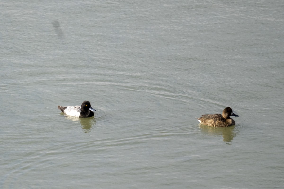 Greater Scaup - ML351506981