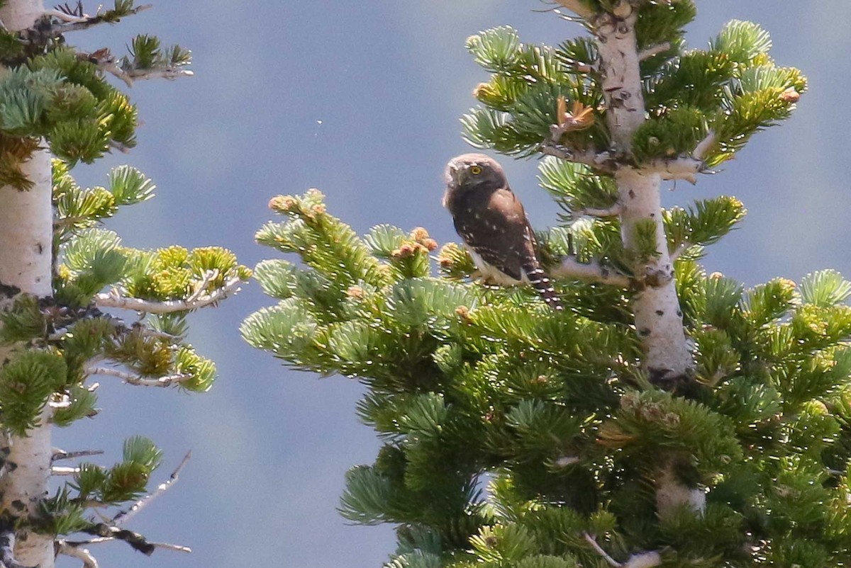 Mochuelo Californiano (grupo californicum) - ML351507341