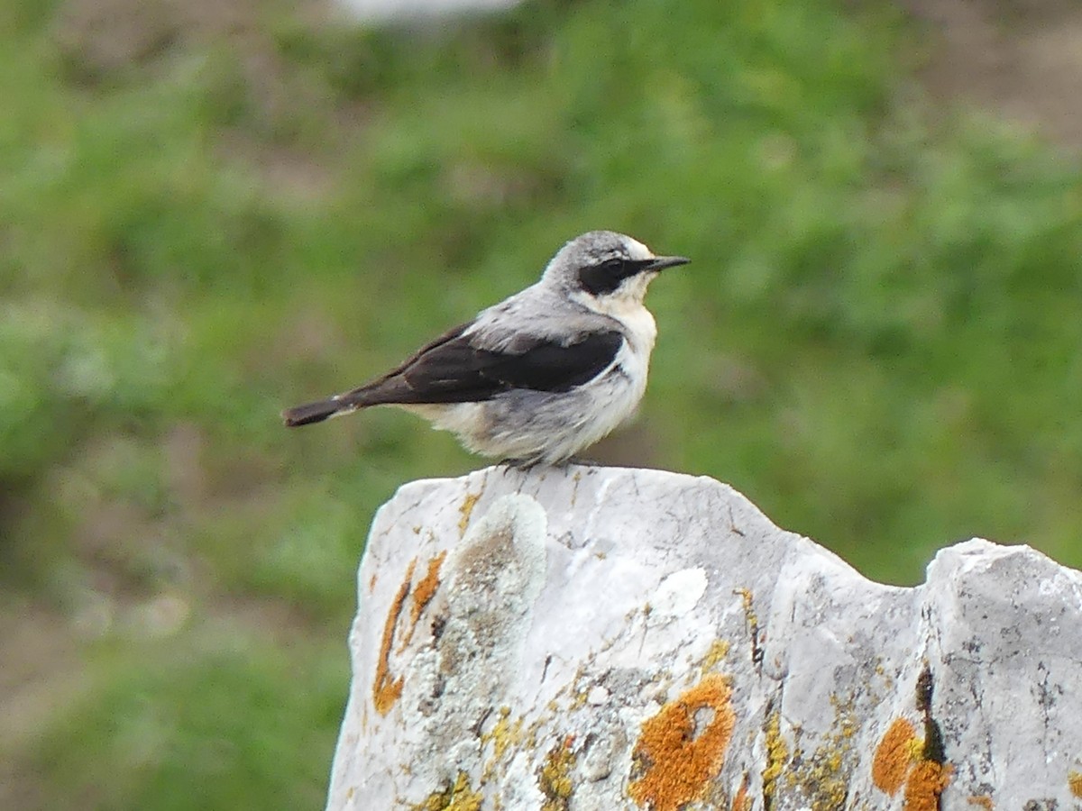 Northern Wheatear - ML351508011