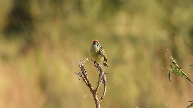 Northern Red-fronted Tinkerbird - ML351508801