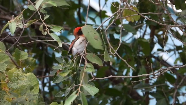 Red-headed Weaver - ML351508851