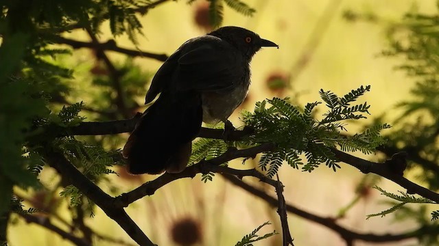 Arrow-marked Babbler - ML351508931