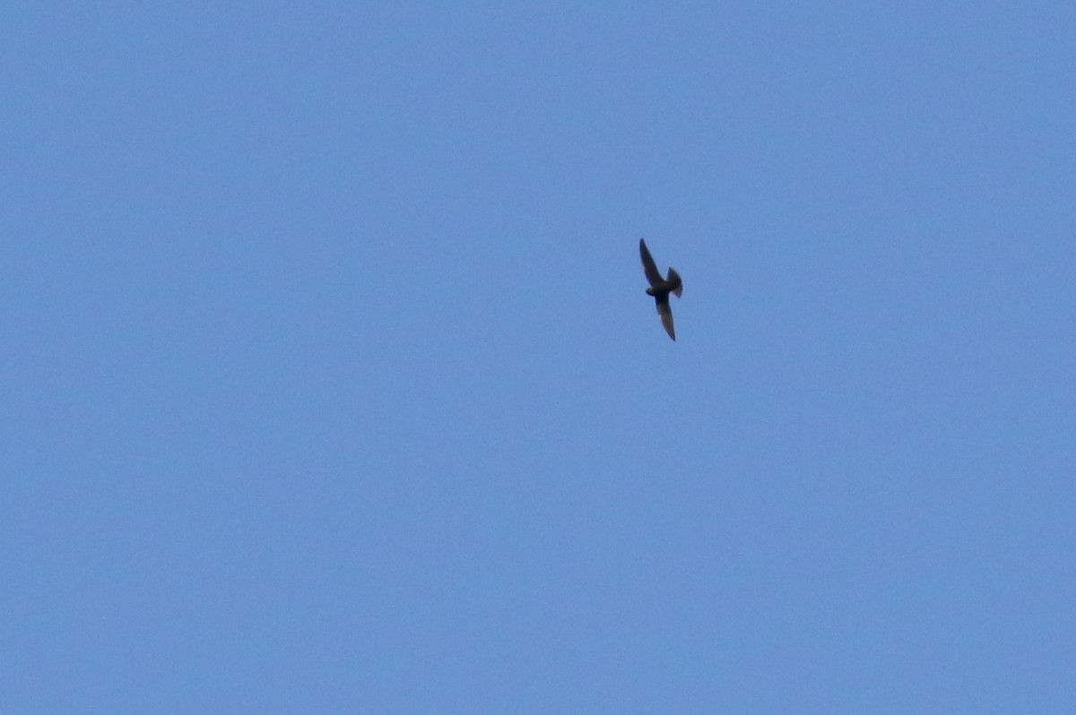 Black Swift - ML351509021