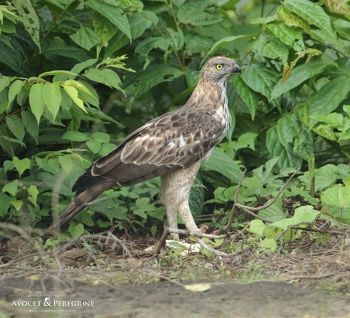 Changeable Hawk-Eagle (Crested) - ML351509931
