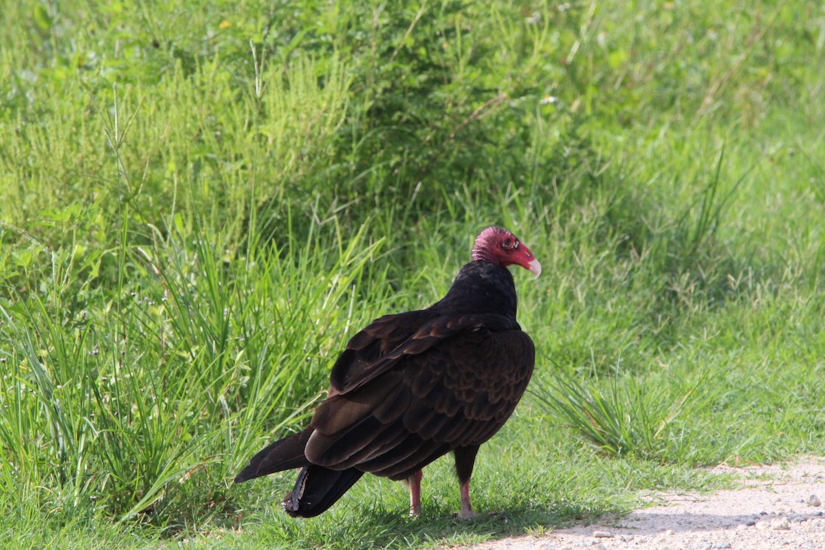 Urubu à tête rouge - ML351510381