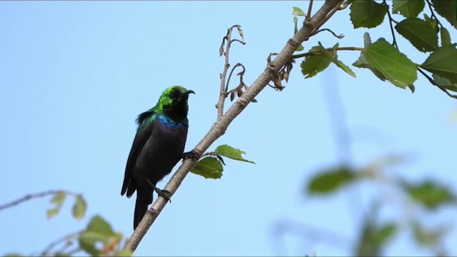 Purple-banded Sunbird - ML351510411