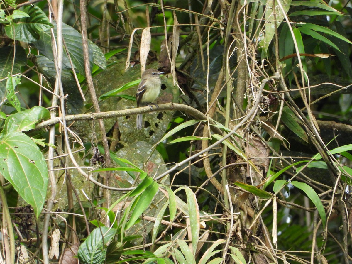 Euler's Flycatcher (Lawrence's) - ML351511051