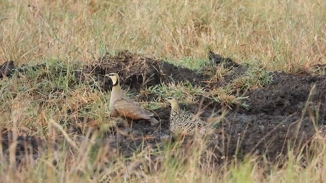 Yellow-throated Sandgrouse - ML351513761