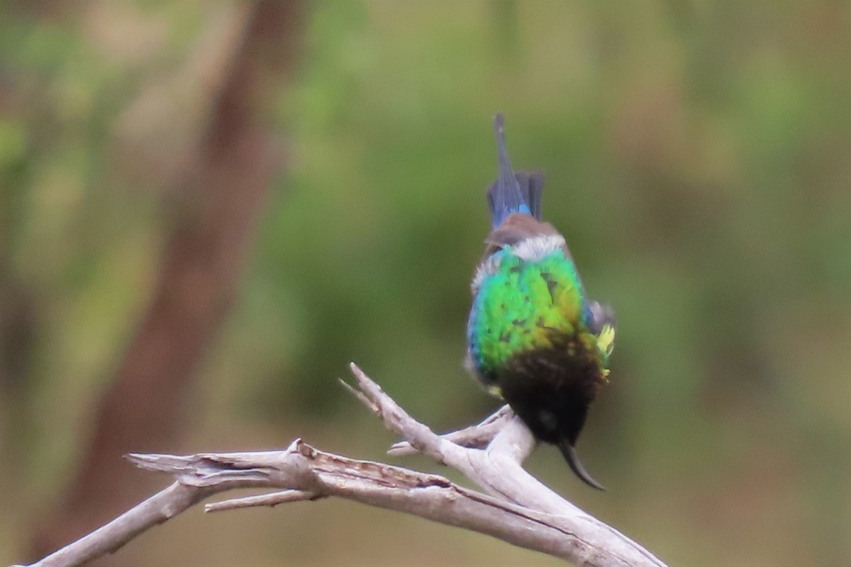 Beautiful Sunbird (Gorgeous) - ML351514481