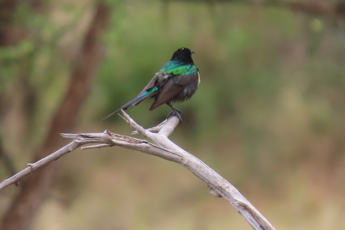 Beautiful Sunbird (Gorgeous) - ML351514541