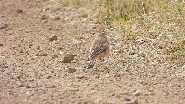 Plain-backed Pipit - ML351517341