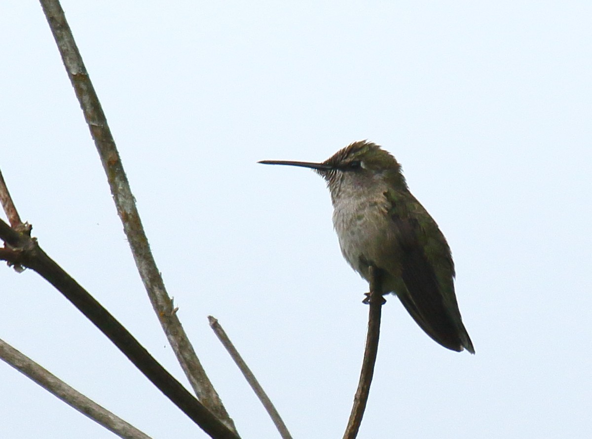 Anna's Hummingbird - ML351517851