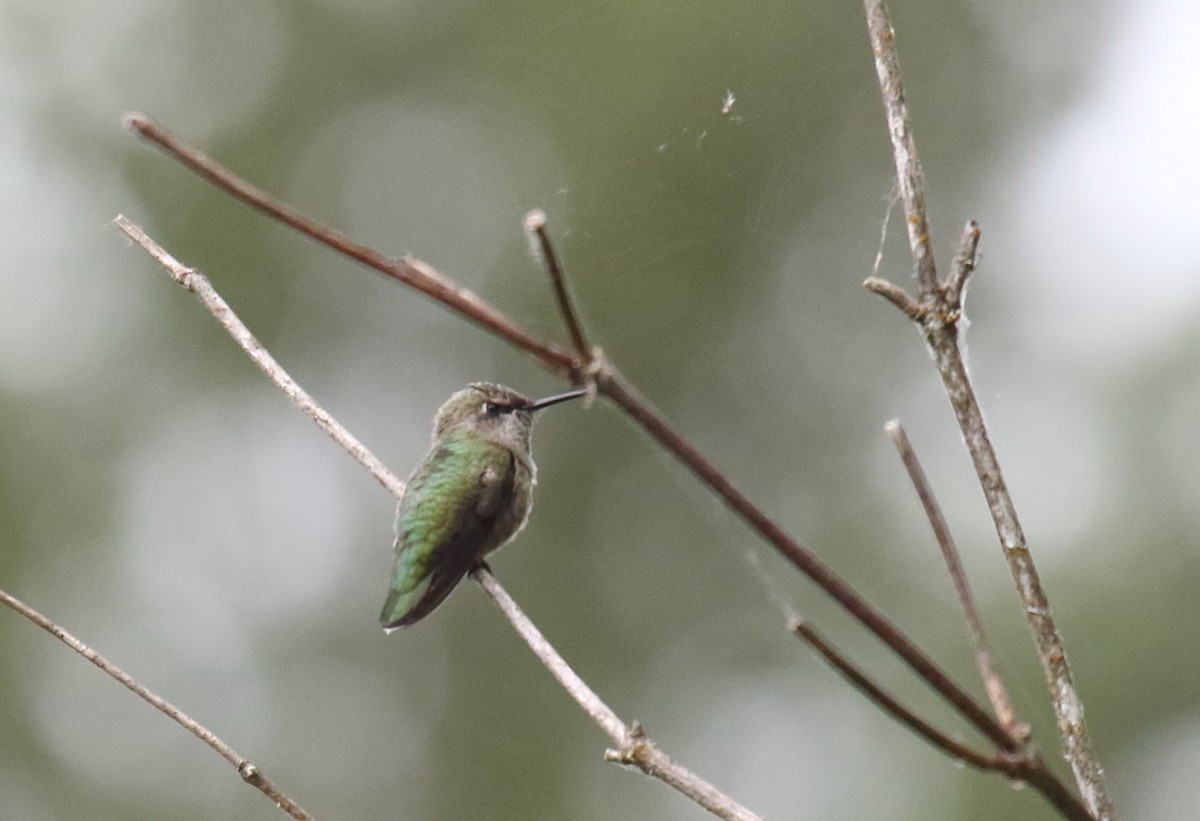 Anna's Hummingbird - ML351517931