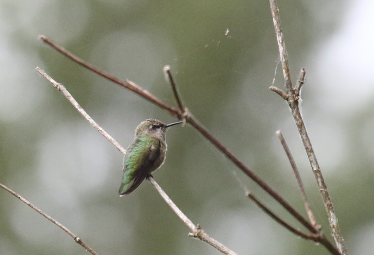 Colibrí de Anna - ML351517931