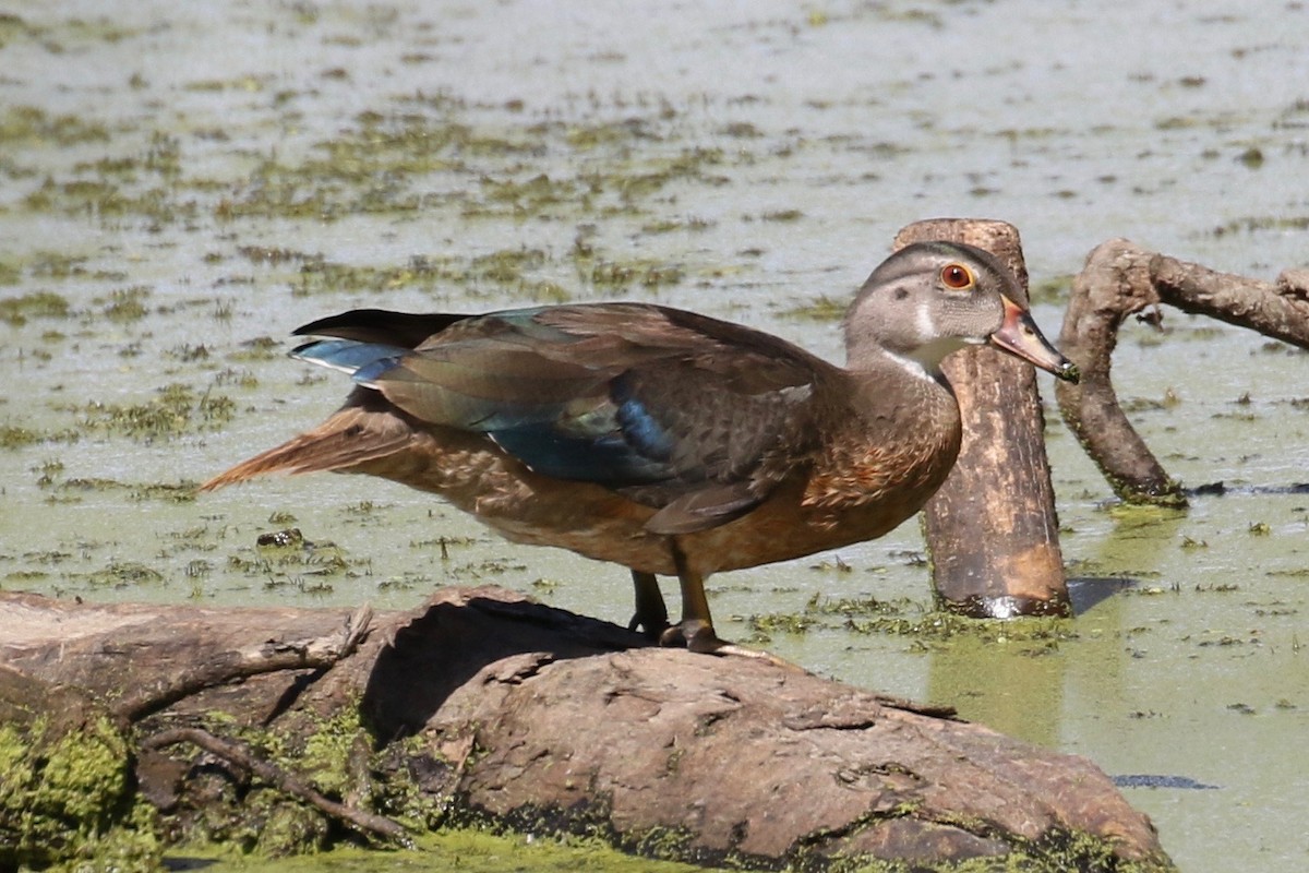 Wood Duck - ML35151891