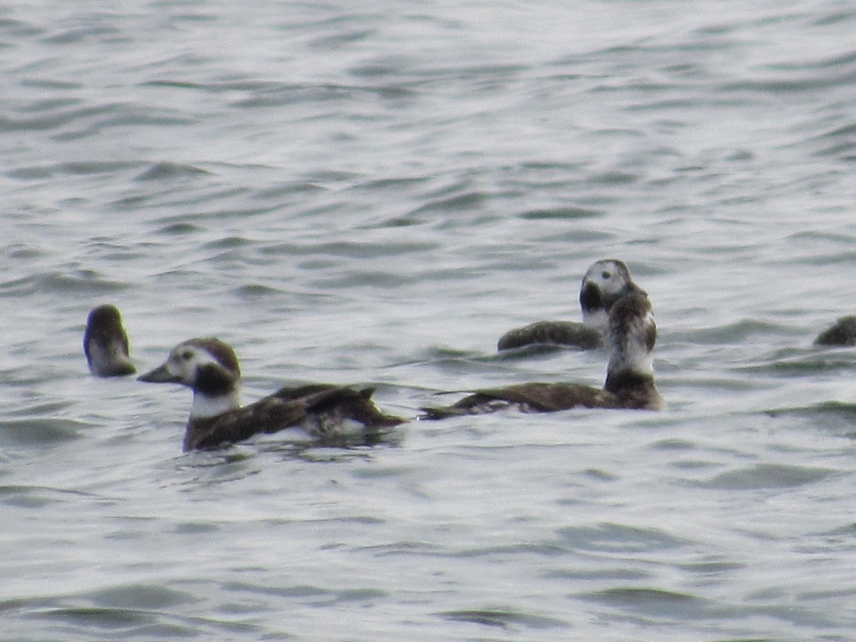 Long-tailed Duck - ML351526121