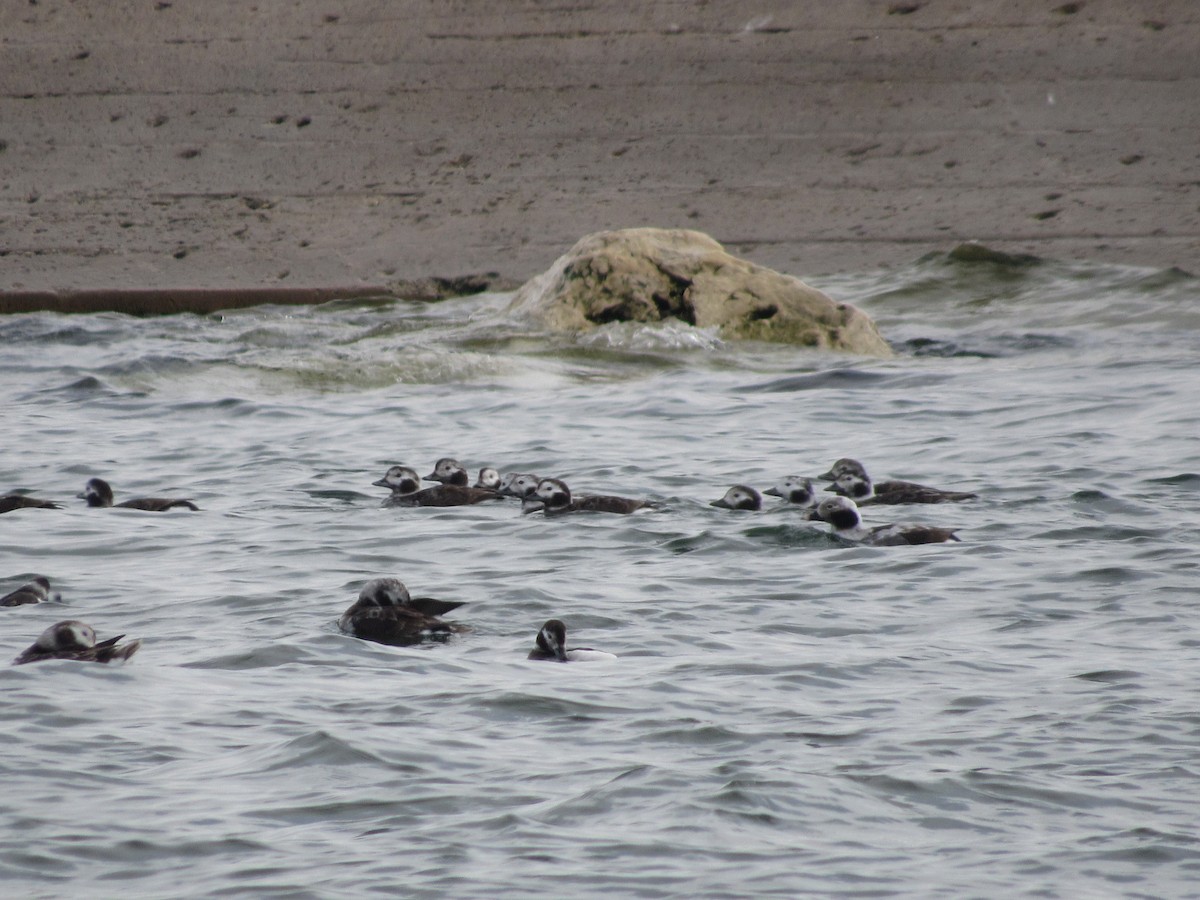 Long-tailed Duck - ML351526131