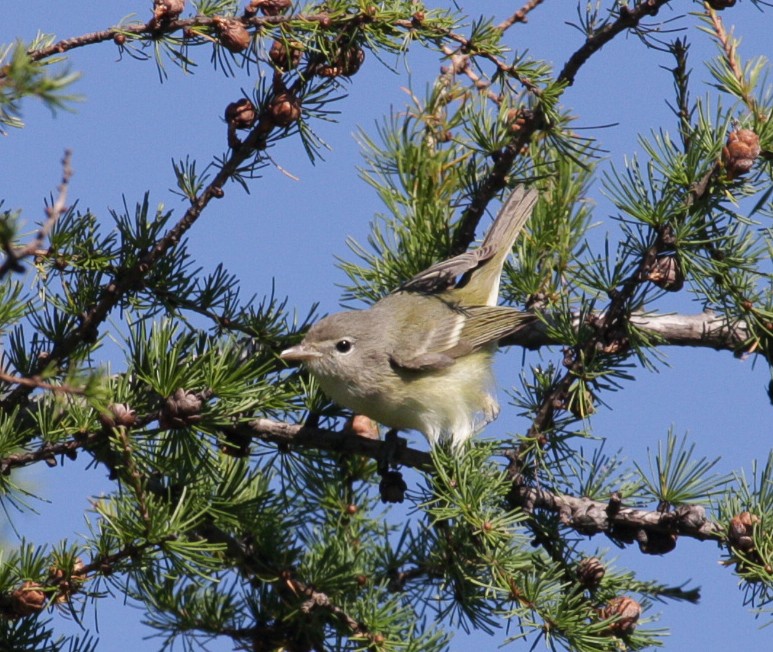 Bell's Vireo - ML35152711