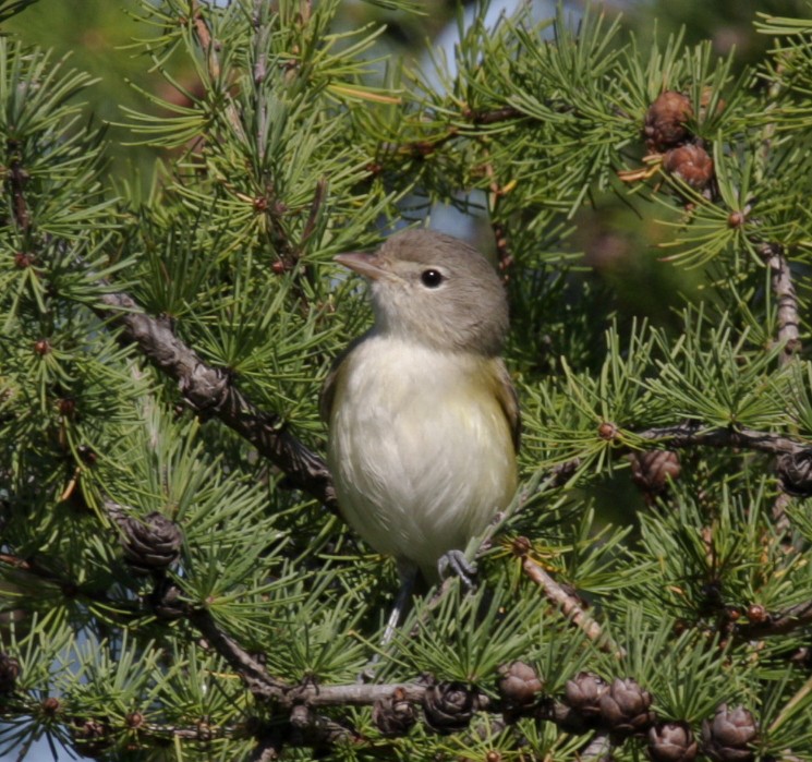 Bell's Vireo - ML35152761