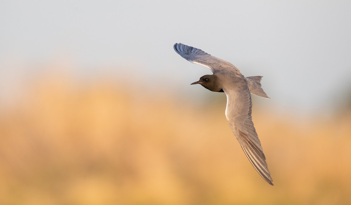 Black Tern - ML351527631