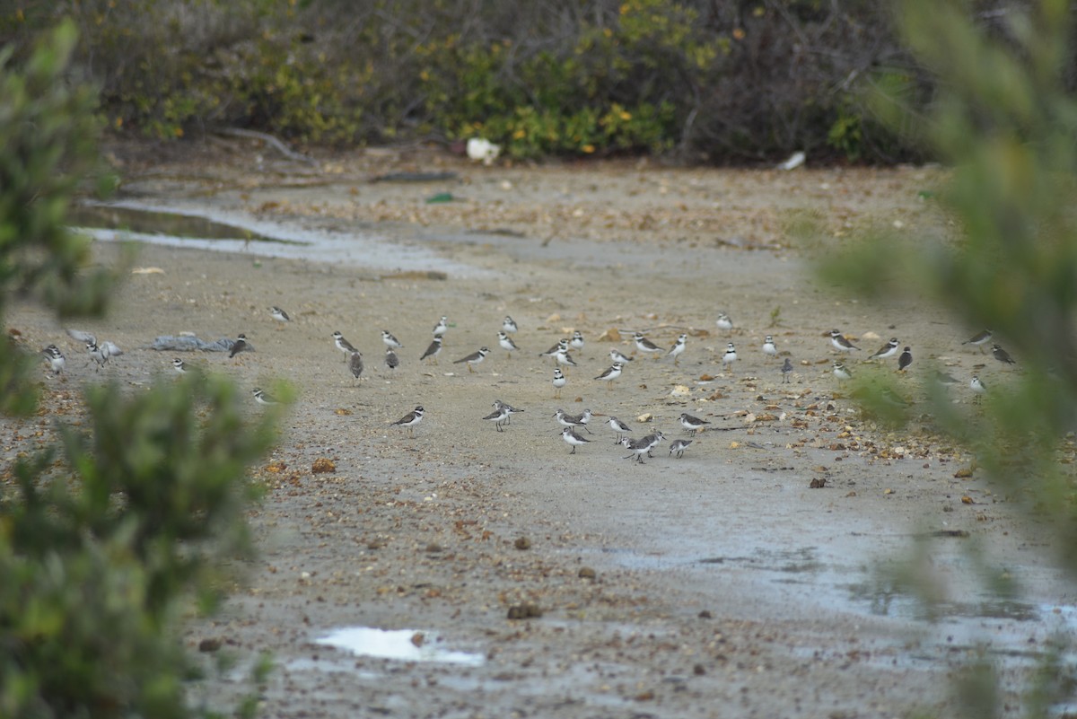 Wilson's Plover - JOSEPH PROSPER